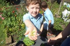 Pea crop form the Ridgeway playgroup garden