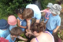 Picking the potato crop